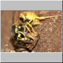 Vespula vulgaris - Gemeine Wespe 09b mit Schreckenkopf.jpg